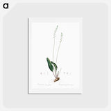 アートポストカード-Eriospermum lanceaefolium illustration - ピエール ジョゼフ ルドゥーテ Postcard.