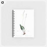 Eriospermum lanceaefolium illustration - ピエール ジョゼフ ルドゥーテ Memo.