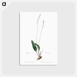 アートポストカード-Eriospermum lanceaefolium illustration - ピエール ジョゼフ ルドゥーテ Postcard.