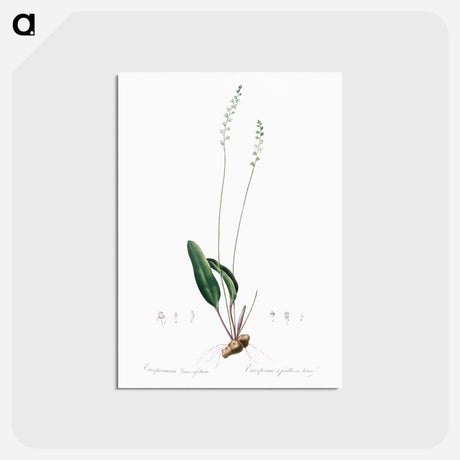 アートポストカード-Eriospermum lanceaefolium illustration - ピエール ジョゼフ ルドゥーテ Postcard.