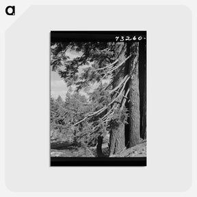 アートポストカード-Douglas County Fir Trees
 - ラッセル リー Postcard.