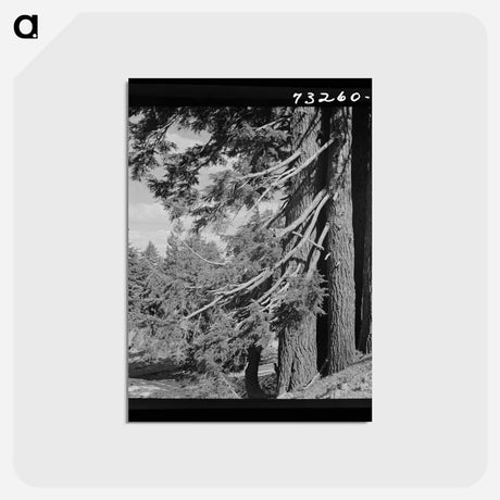 アートポストカード-Douglas County Fir Trees
 - ラッセル リー Postcard.