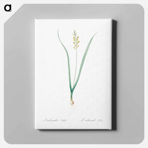アートパネル-Lachenalia pallida - ピエール ジョゼフ ルドゥーテ Canvas.