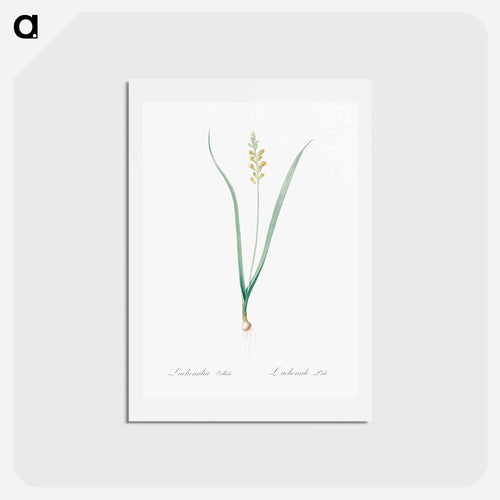 Lachenalia pallida - ピエール ジョゼフ ルドゥーテ Postcard.