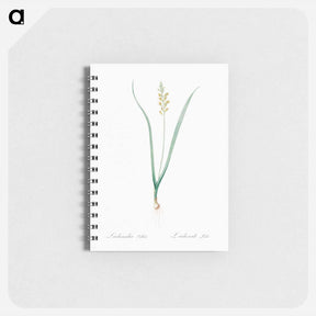 アートメモ帳-Lachenalia pallida - ピエール ジョゼフ ルドゥーテ Memo.