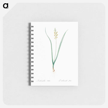 Lachenalia pallida - ピエール ジョゼフ ルドゥーテ Memo.