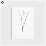 アートポストカード-Lachenalia pallida - ピエール ジョゼフ ルドゥーテ Postcard.