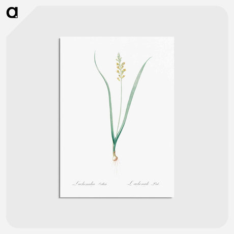 アートポストカード-Lachenalia pallida - ピエール ジョゼフ ルドゥーテ Postcard.