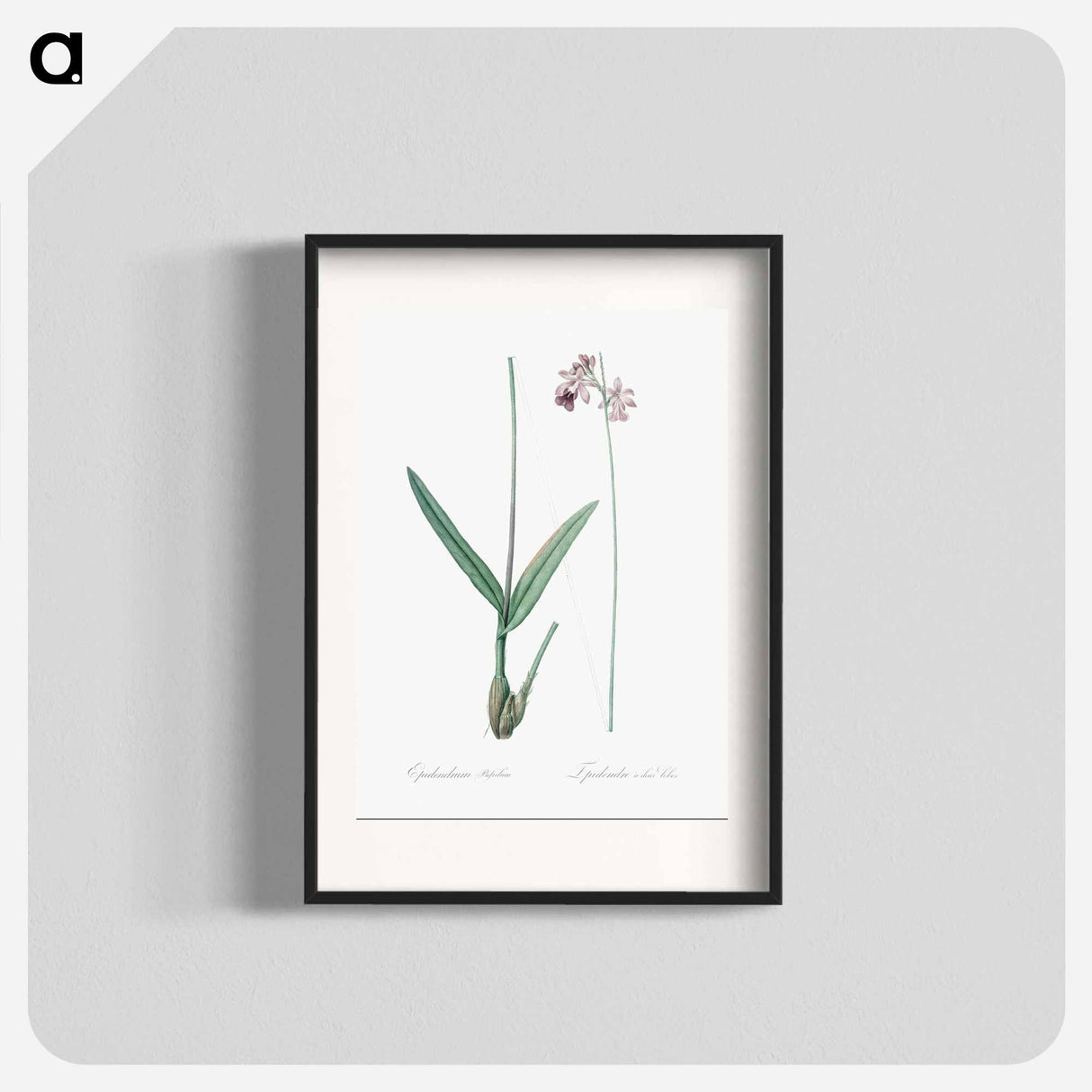 Epidendrum bifidum illustration - ピエール ジョゼフ ルドゥーテ Poster.