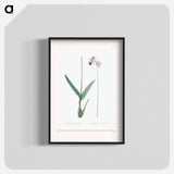 Epidendrum bifidum illustration - Pierre Joseph Redouté Poster.