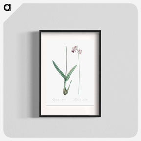 アートポスター-Epidendrum bifidum illustration - ピエール ジョゼフ ルドゥーテ Poster.