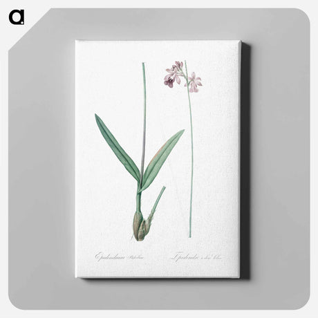 アートパネル-Epidendrum bifidum illustration - ピエール ジョゼフ ルドゥーテ Canvas.