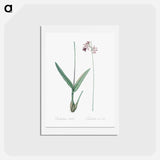 アートポストカード-Epidendrum bifidum illustration - ピエール ジョゼフ ルドゥーテ Postcard.