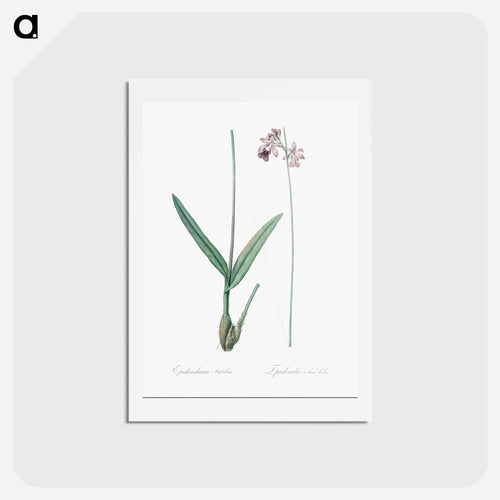 Epidendrum bifidum illustration - ピエール ジョゼフ ルドゥーテ Postcard.