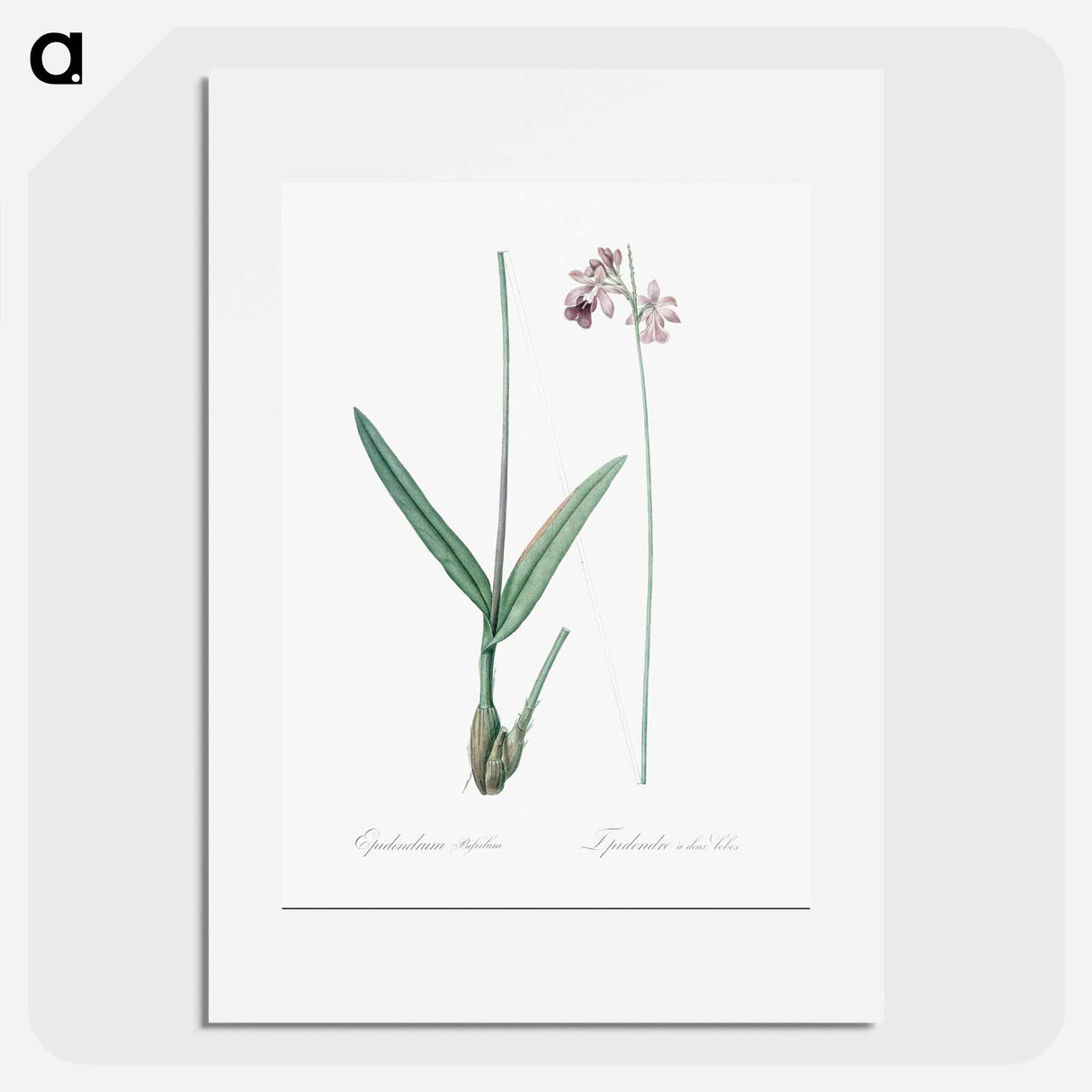 Epidendrum bifidum illustration - Pierre Joseph Redouté Poster.