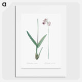 Epidendrum bifidum illustration - Pierre Joseph Redouté Poster.