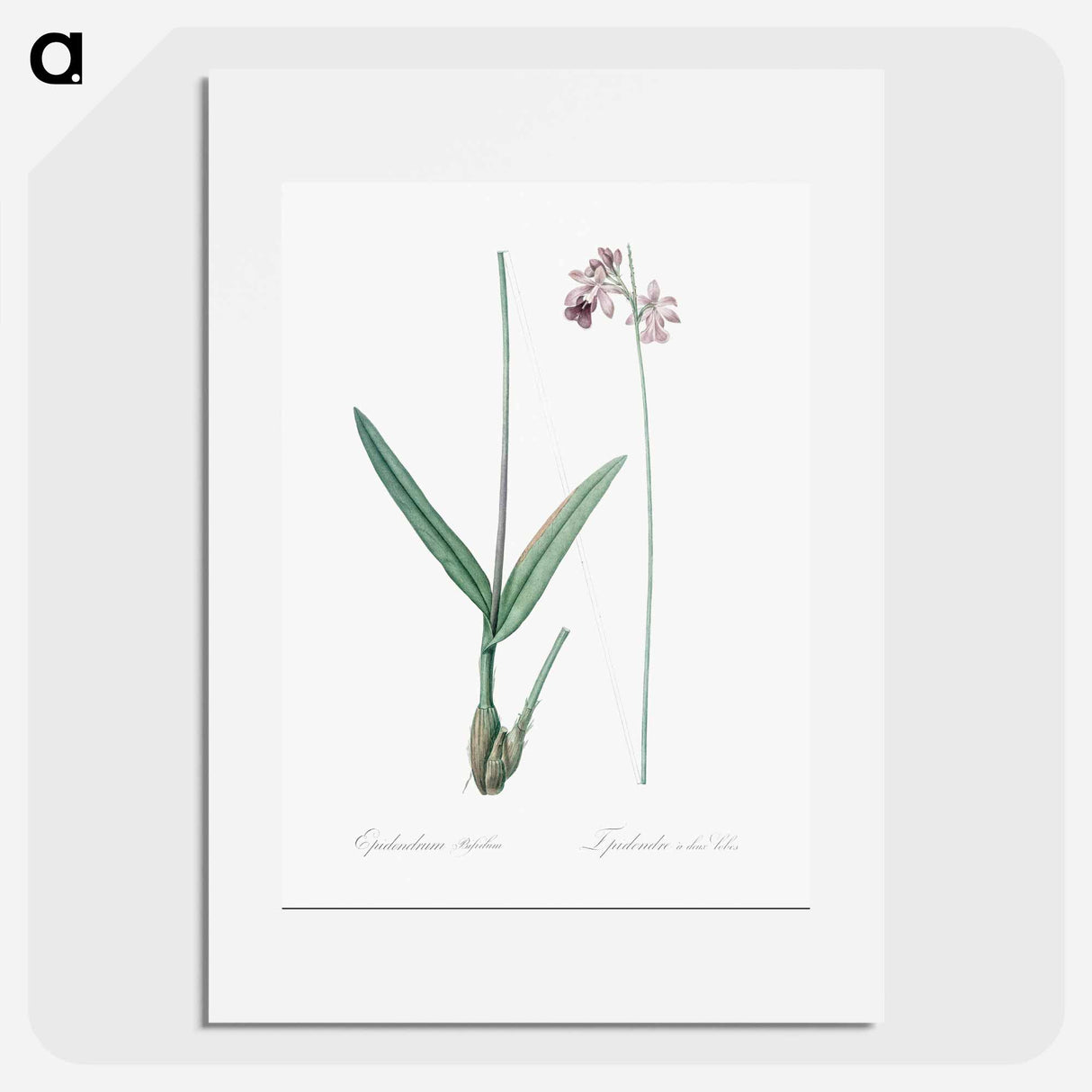 Epidendrum bifidum illustration - ピエール ジョゼフ ルドゥーテ Poster.