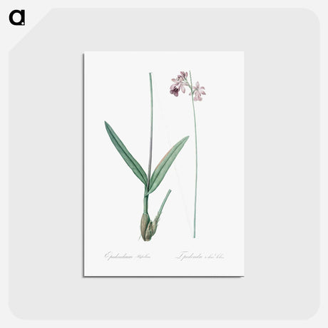 アートポストカード-Epidendrum bifidum illustration - ピエール ジョゼフ ルドゥーテ Postcard.