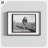 Tying carrots in Imperial Valley - Dorothea Lange Poster.