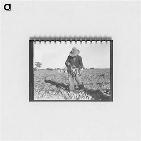 アートメモ帳-Tying carrots in Imperial Valley - ドロテア ラング Memo.