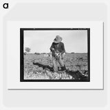 Tying carrots in Imperial Valley - Dorothea Lange Poster.