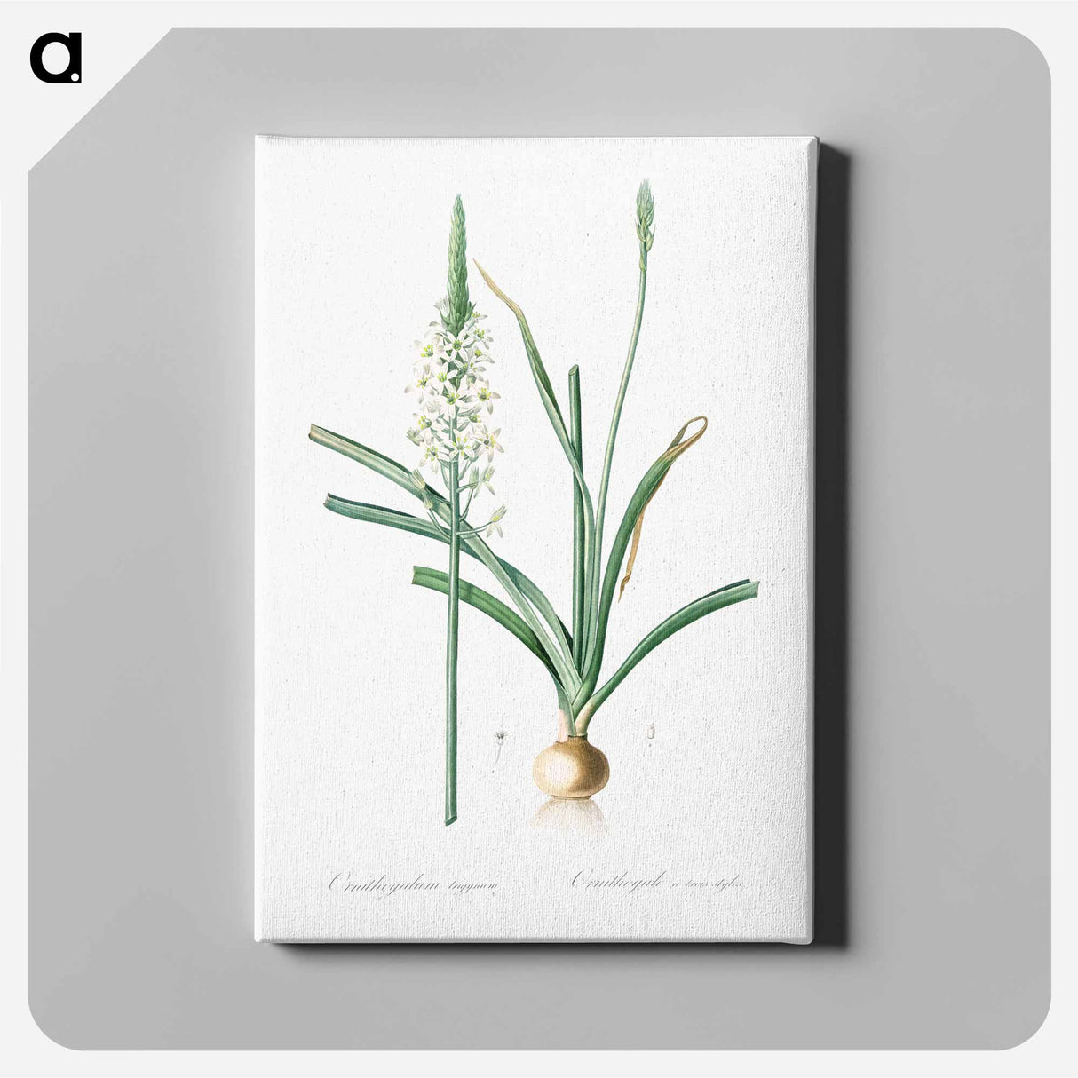 アートパネル-Narbonne star-of-Bethlehem - ピエール ジョゼフ ルドゥーテ Canvas.