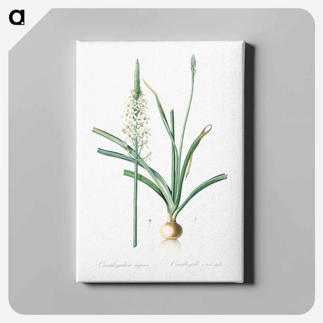 アートパネル-Narbonne star-of-Bethlehem - ピエール ジョゼフ ルドゥーテ Canvas.