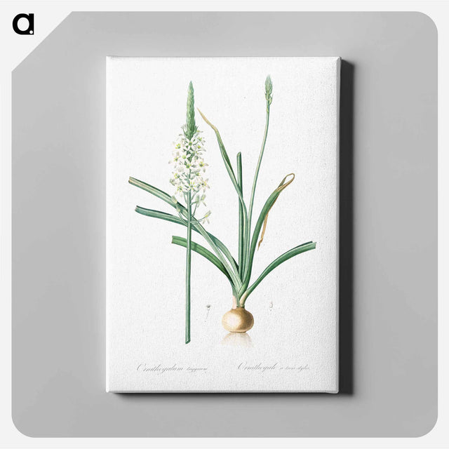 アートパネル-Narbonne star-of-Bethlehem - ピエール ジョゼフ ルドゥーテ Canvas.