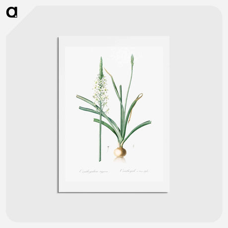 アートポストカード-Narbonne star-of-Bethlehem - ピエール ジョゼフ ルドゥーテ Postcard.