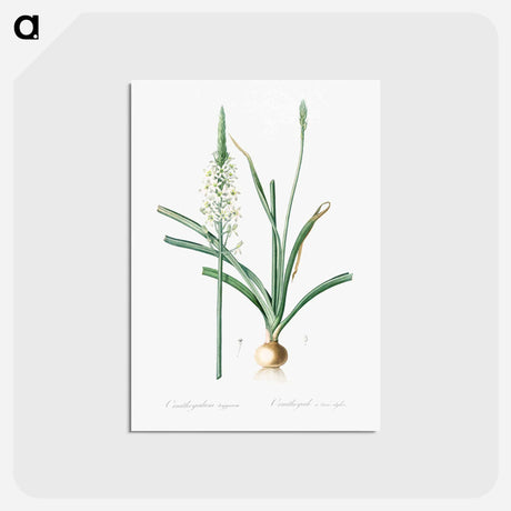 アートポストカード-Narbonne star-of-Bethlehem - ピエール ジョゼフ ルドゥーテ Postcard.