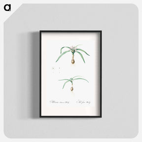 アートポスター-Dwarf garlic illustration - ピエール ジョゼフ ルドゥーテ Poster.