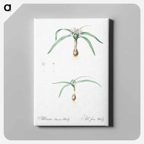 アートパネル-Dwarf garlic illustration - ピエール ジョゼフ ルドゥーテ Canvas.