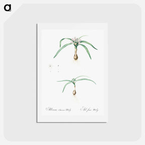 アートポストカード-Dwarf garlic illustration - ピエール ジョゼフ ルドゥーテ Postcard.