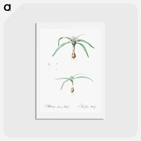 アートポストカード-Dwarf garlic illustration - ピエール ジョゼフ ルドゥーテ Postcard.