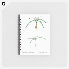 アートメモ帳-Dwarf garlic illustration - ピエール ジョゼフ ルドゥーテ Memo.