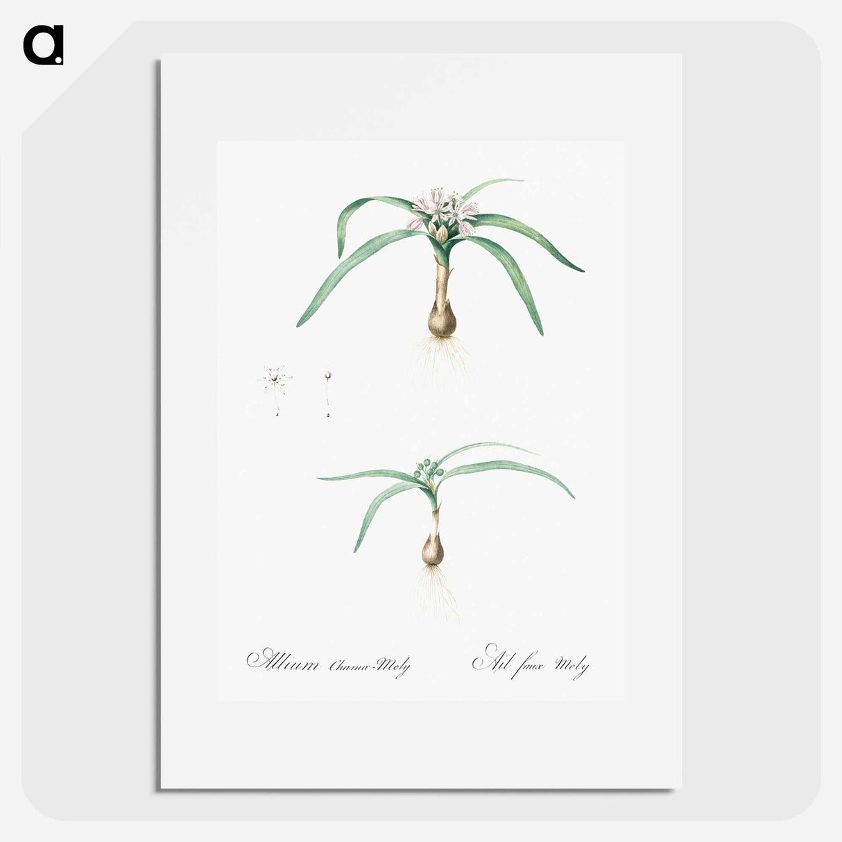 Dwarf garlic illustration - Pierre Joseph Redouté Poster.