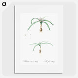 Dwarf garlic illustration - Pierre Joseph Redouté Poster.