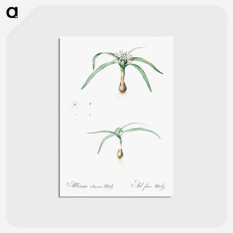 アートポストカード-Dwarf garlic illustration - ピエール ジョゼフ ルドゥーテ Postcard.