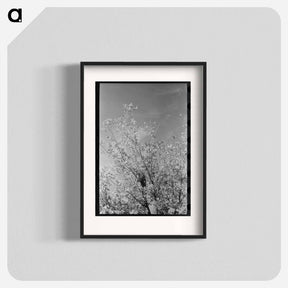 アートポスター-Knocking Pecans Out of Tree
 - ラッセル リー Poster.