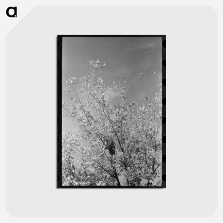 アートポストカード-Knocking Pecans Out of Tree
 - ラッセル リー Postcard.