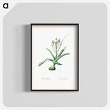 Slime lily illustration - Pierre Joseph Redouté Poster.