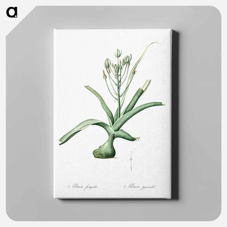 アートパネル-Slime lily illustration - ピエール ジョゼフ ルドゥーテ Canvas.