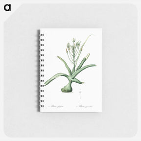アートメモ帳-Slime lily illustration - ピエール ジョゼフ ルドゥーテ Memo.