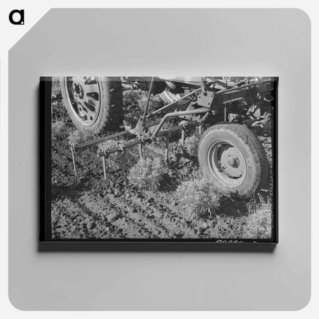 アートパネル-Casa Grande Valley Farms Meat Locker
 - ラッセル リー Canvas.