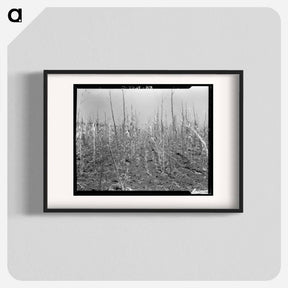 アートポスター-Corn, drought-stricken and eaten off by grasshoppers - ドロテア ラング Poster.