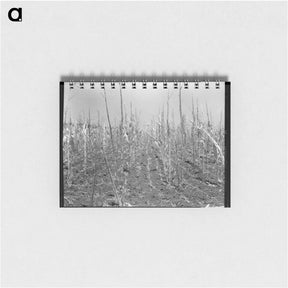 アートメモ帳-Corn, drought-stricken and eaten off by grasshoppers - ドロテア ラング Memo.