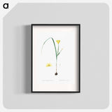 Cape tulip illustration - Pierre Joseph Redouté Poster.
