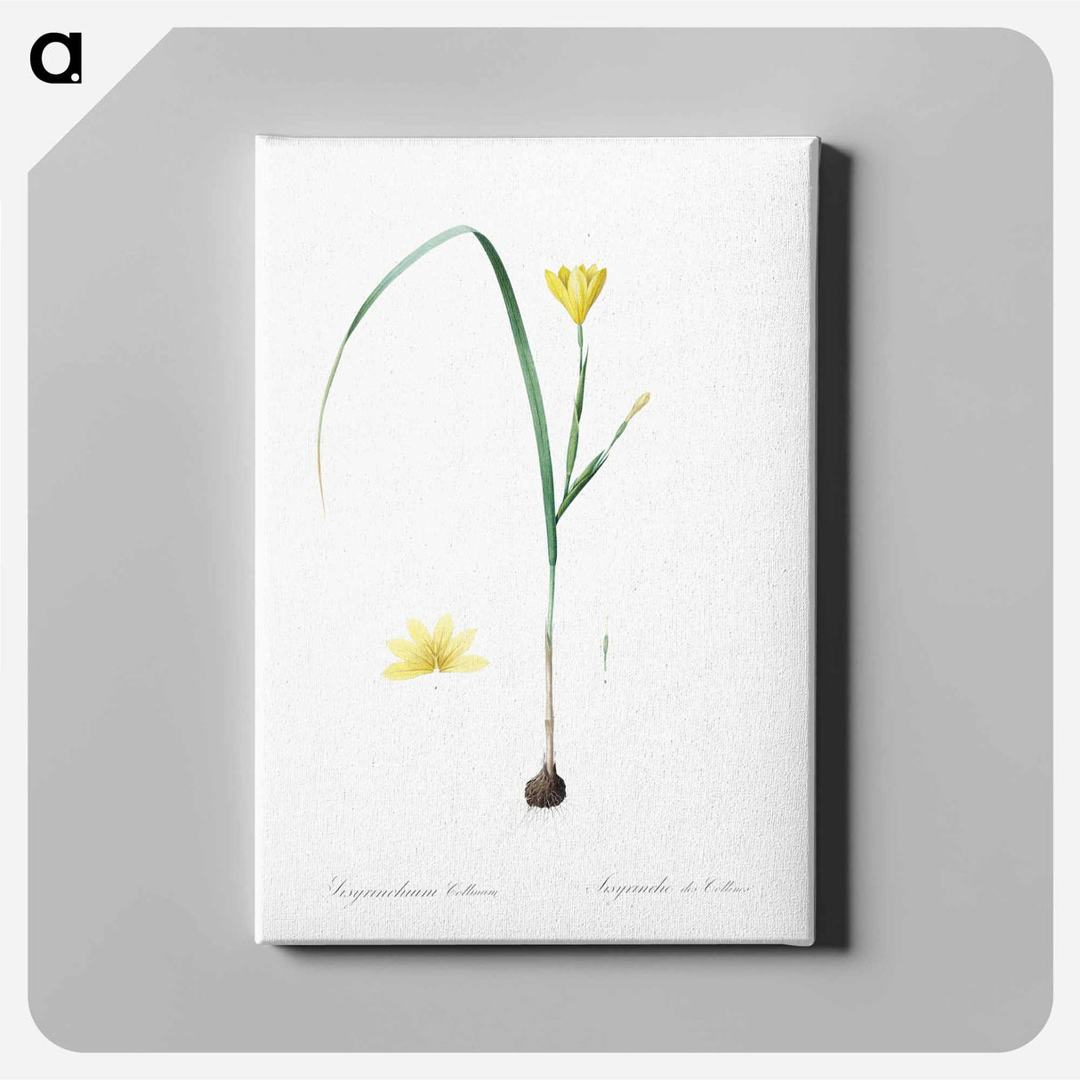 アートパネル-Cape tulip illustration - ピエール ジョゼフ ルドゥーテ Canvas.