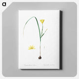 アートパネル-Cape tulip illustration - ピエール ジョゼフ ルドゥーテ Canvas.