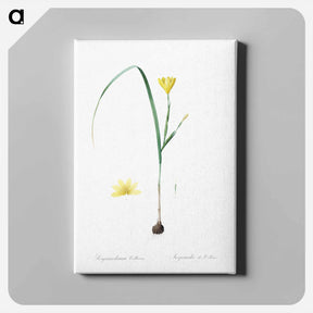 アートパネル-Cape tulip illustration - ピエール ジョゼフ ルドゥーテ Canvas.
